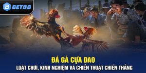 Khám Phá Đá Gà Cựa Dao: Môn Thể Thao Đầy Kịch Tính và Máu Lửa